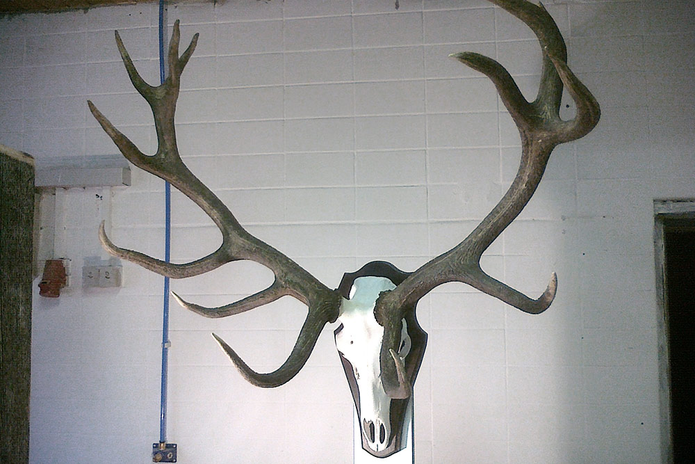 Schreinerei TEKO – München, Karlsfeld – Hirschgeweih geschliffen